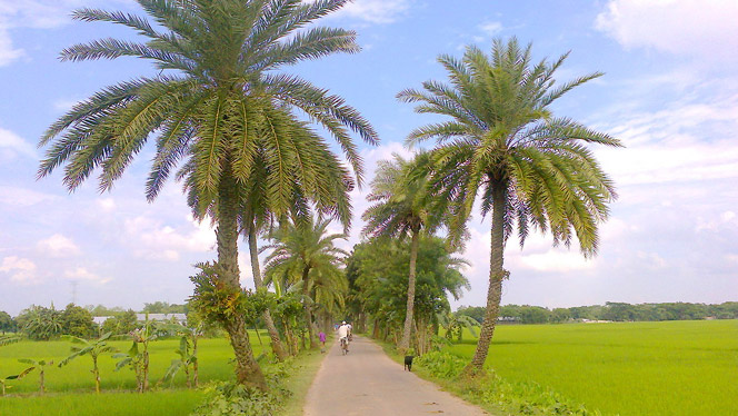 সিরাজদিখানে বিলুপ্ত হয়ে গেছে খেজুর গাছ
