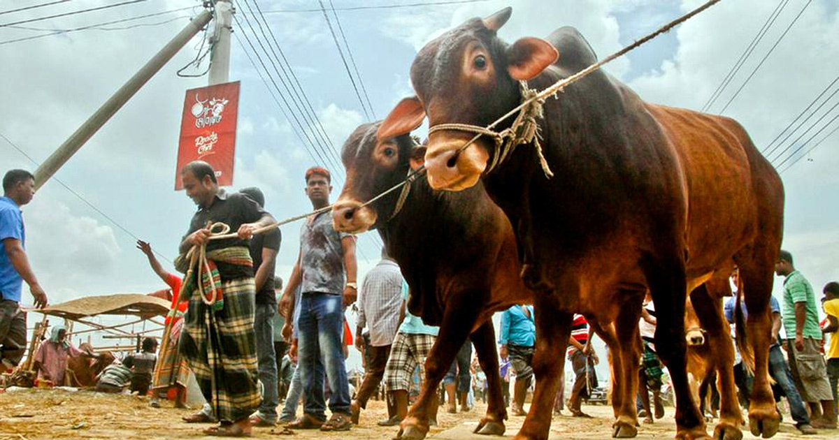 কোরবানীর পশুর বয়স ও গুনাগুন