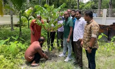 নলছিটিতে বৃক্ষ রোপন