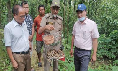 খাগড়াছড়ি আলুটিলা সংরক্ষিত বনাঞ্চলে বনবিড়াল অবমুক্ত