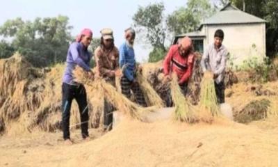 কেন্দুয়ায় আমন ধানের বাম্পার ফলন