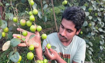 বিজয়নগরে মিশ্র ফলবাগানে রেজাউলের চমক