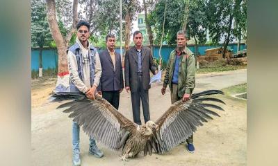 ফেনীতে বিরল প্রজাতির শকুন উদ্ধার