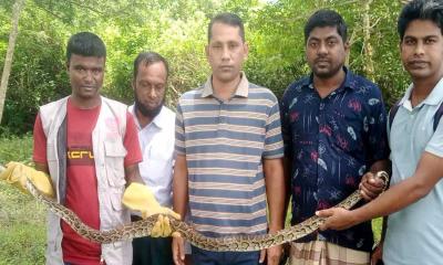 শরণখোলার লোকালয়ে উদ্ধার অজগর সুন্দরবনে অবমুক্ত