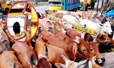পশুবাহী ট্রাকে চাঁদাবাজি