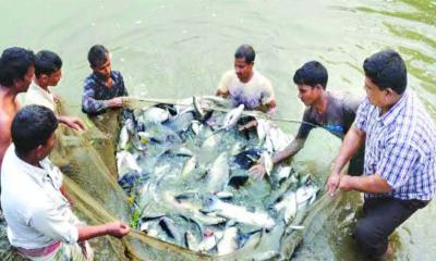 কৃষিতে চাঙ্গা উত্তরাঞ্চলের অর্থনীতি