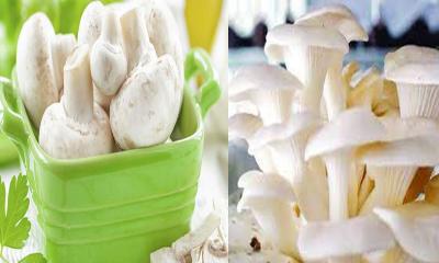 যে কারণে মাশরুম খাবেন