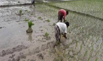 গৌরীপুরে অনাবৃষ্টির কারণে আমন রোপণ ব্যাহত, দুশ্চিন্তায় কৃষক