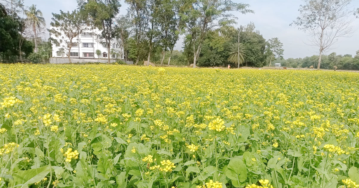 বুড়িচংয়ে সরিষার ভালো ফলনের সম্ভাবনা