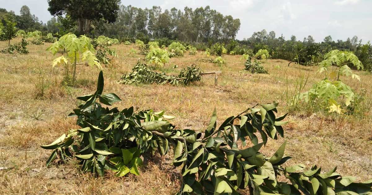 ৩৫২টি মাল্টা গাছ কাটল দুর্বৃত্তরা, থানায় অভিযোগ 