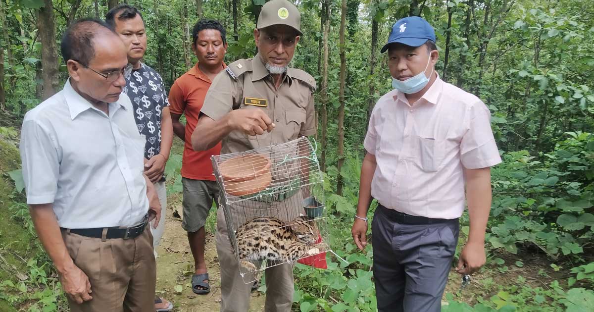 খাগড়াছড়ি আলুটিলা সংরক্ষিত বনাঞ্চলে বনবিড়াল অবমুক্ত