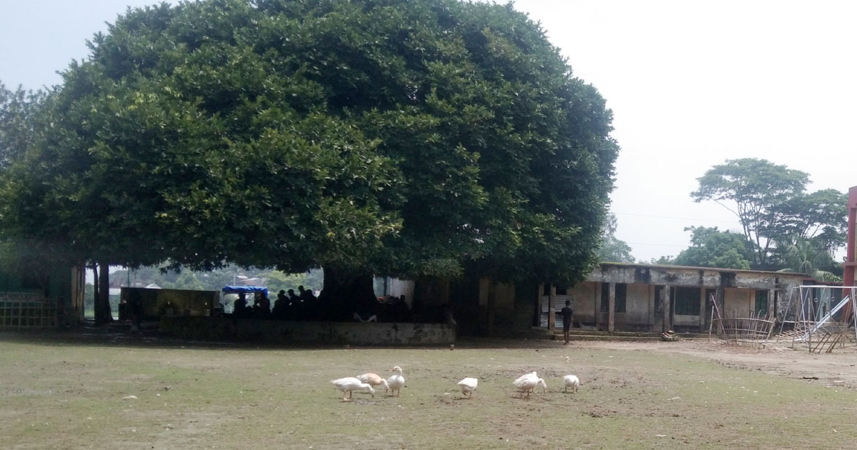ইটনায় কালের সাক্ষী ২০০ বছরের প্রাচীন বটবৃক্ষ