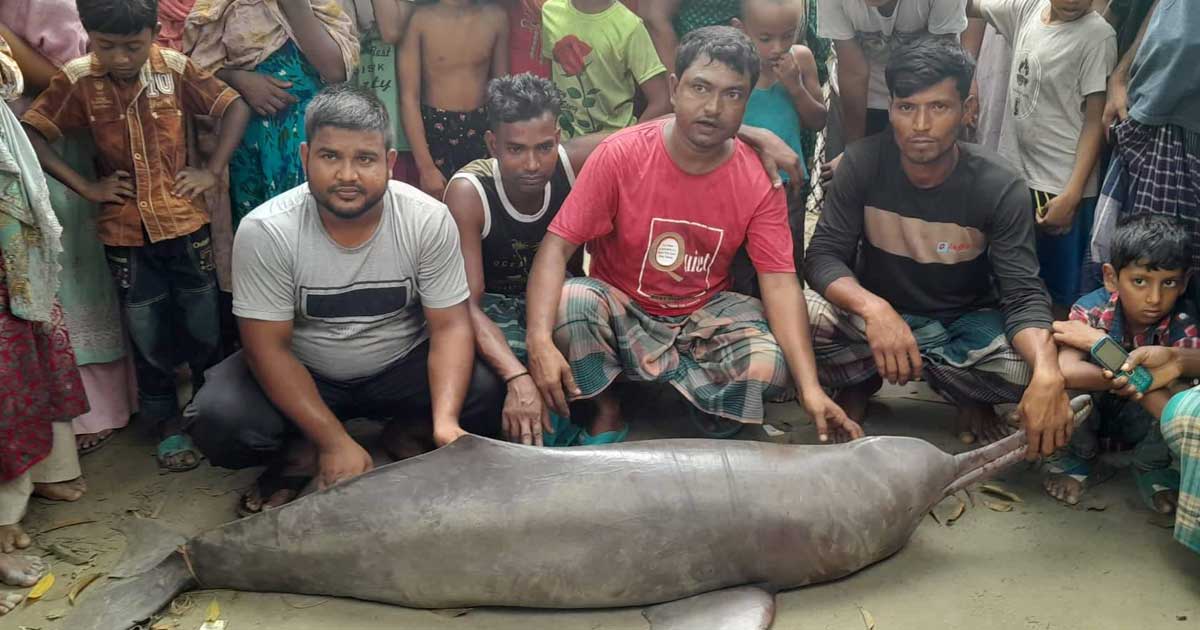 ১০০ কেজি ওজনের সামদ্রিক শুশুক দেখতে জনতার ভিড়