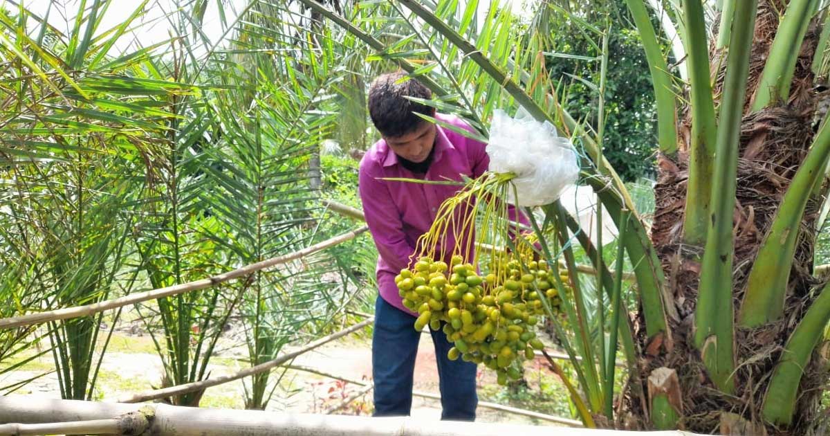 সৌদি খেজুর-চারা বিক্রি করে লাখ টাকা আয়
