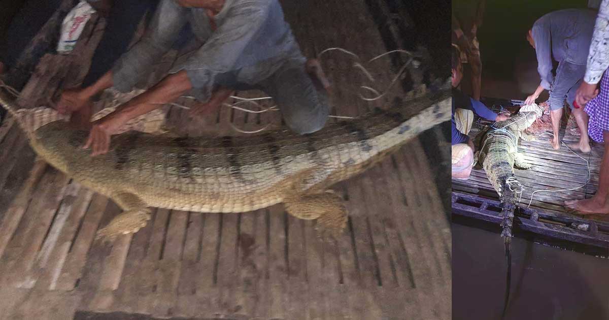 পদ্মায় জেলের জালে ঘড়িয়াল