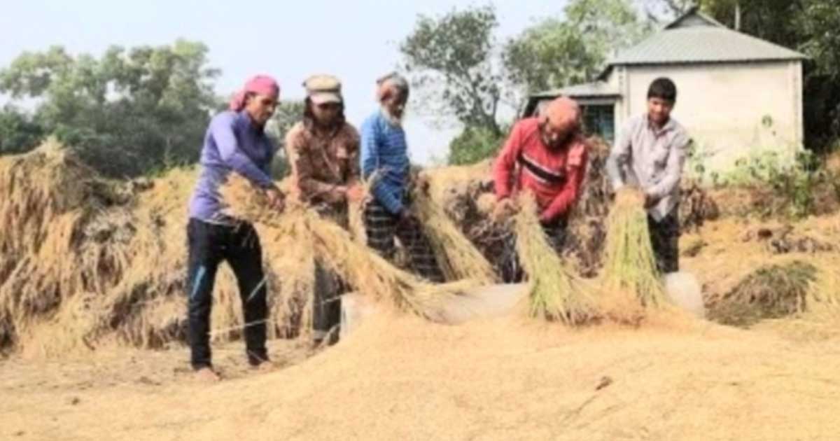 কেন্দুয়ায় আমন ধানের বাম্পার ফলন