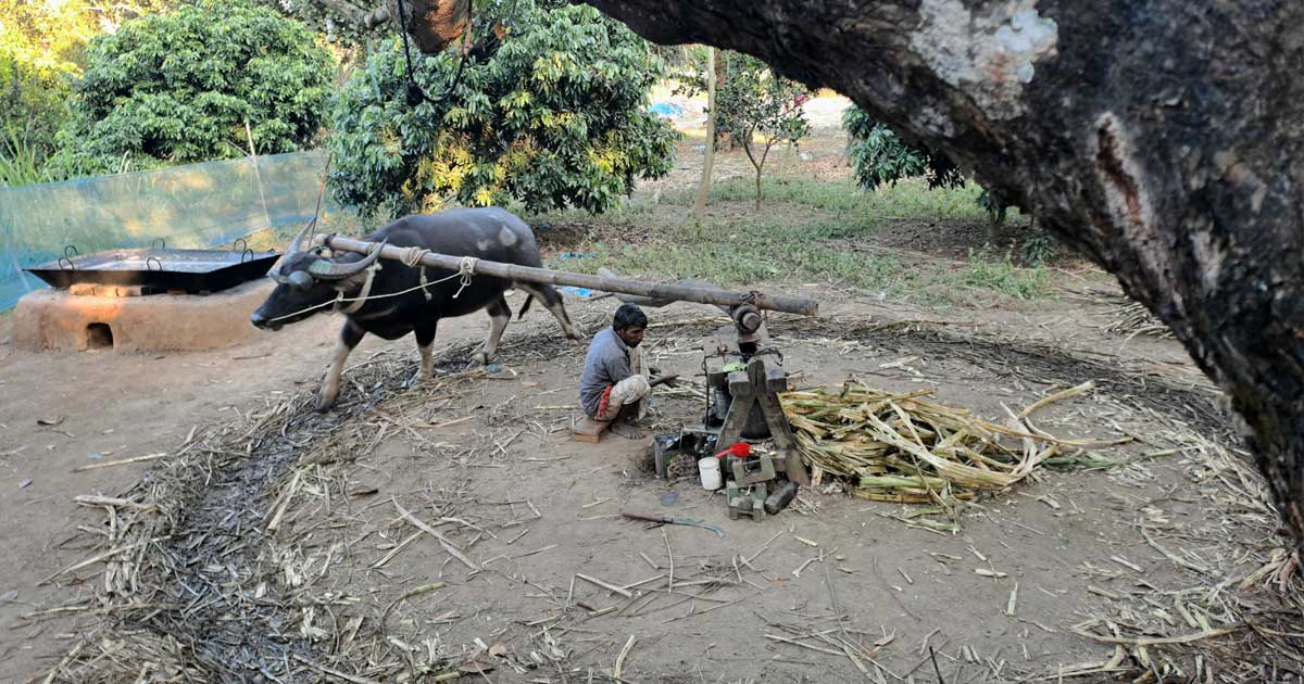 বিজয়নগরের ঐতিহ্যবাহী আখের গুড়
