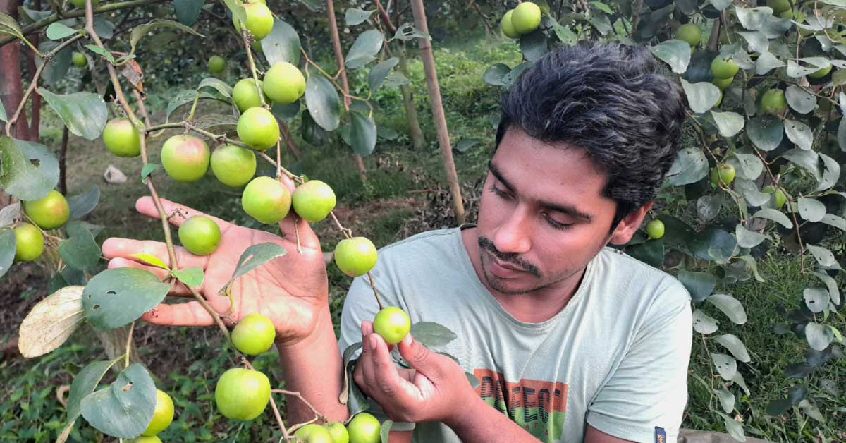 বিজয়নগরে মিশ্র ফলবাগানে রেজাউলের চমক