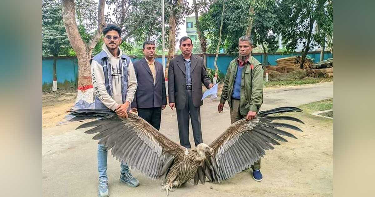 ফেনীতে বিরল প্রজাতির শকুন উদ্ধার