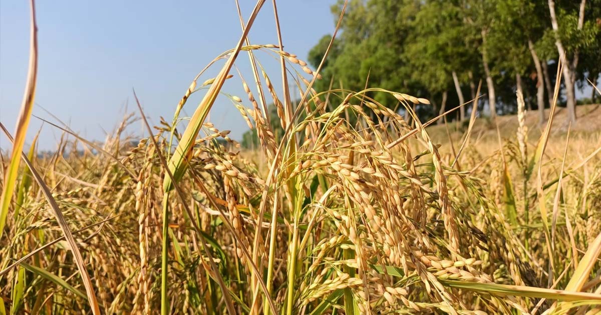 ধান-চাল সংগ্রহে ‘জট’