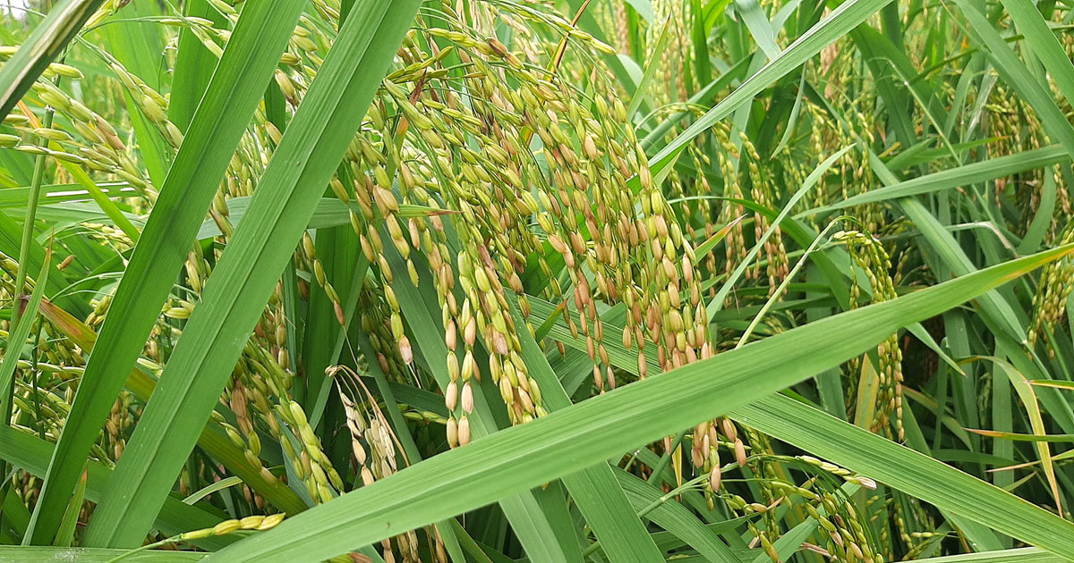 বুড়িচংয়ে ২১০ হেক্টর জমিতে আউশ ধানের বাম্পার ফলন