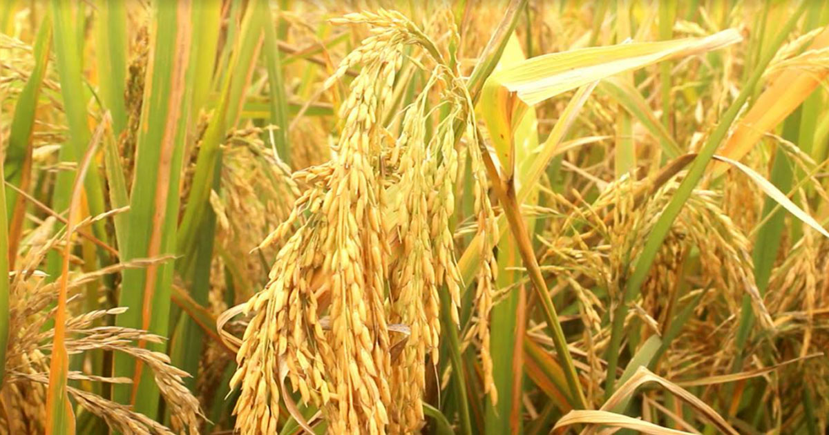 কুষ্টিয়ায় মিনিকেট ধান নিয়ে প্রতারণা কৃষি কর্মকর্তার