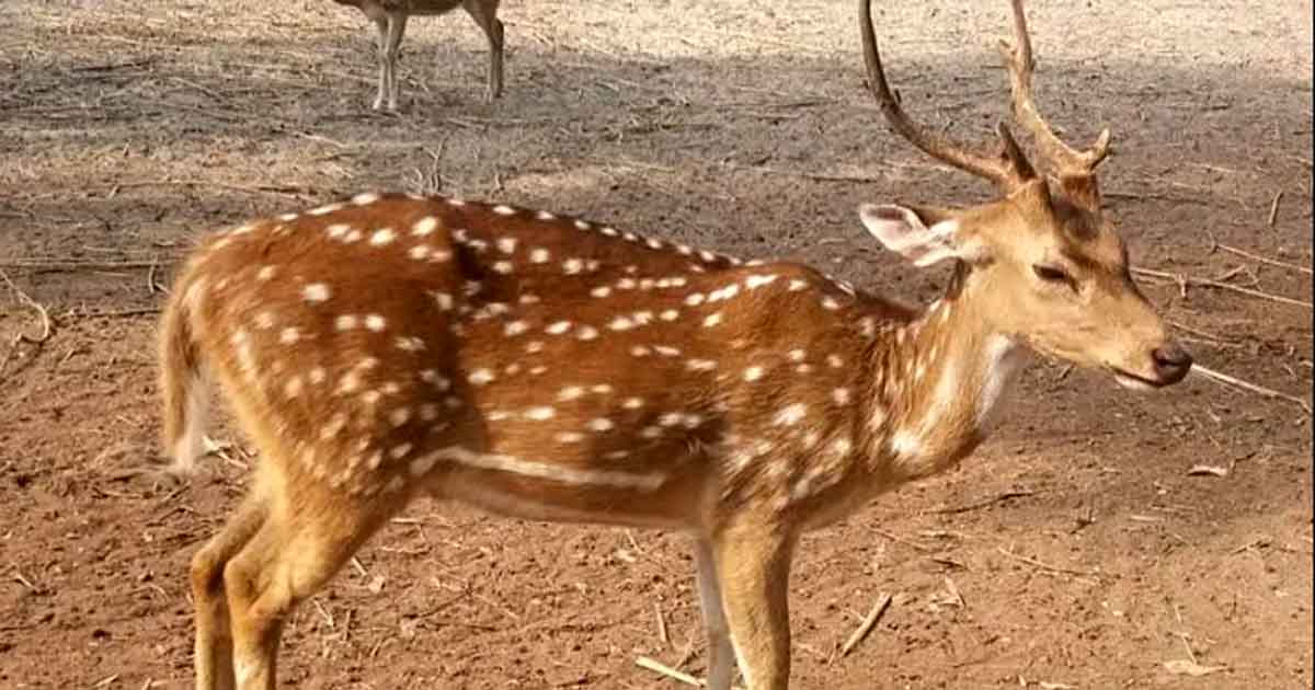 পূর্ব সুন্দরবনে হরিণ ধরা ফাঁদসহ ট্রলার আটক
