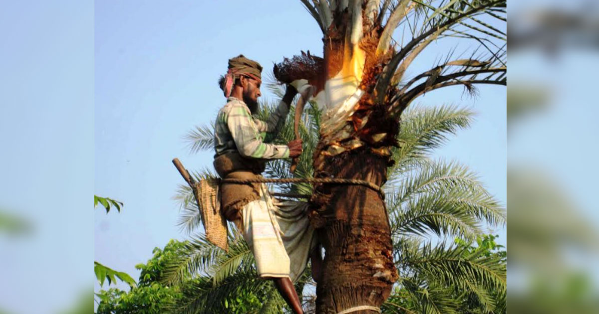 কালীগঞ্জে খেজুর গাছের মিষ্টি রস সংগ্রহে ব্যস্ত গাছিরা