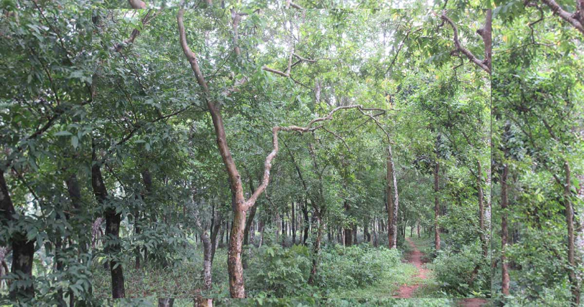ভেষজ উদ্যান পরিপক্ক হলে সুফল পাবে পাহাড়ি জনগোষ্ঠী