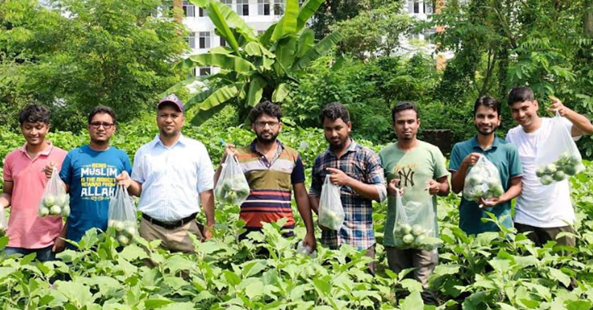 বায়ো ফার্টিলাইজার প্রয়োগে বিষমুক্ত বেগুনের ব্যাপক ফলন
