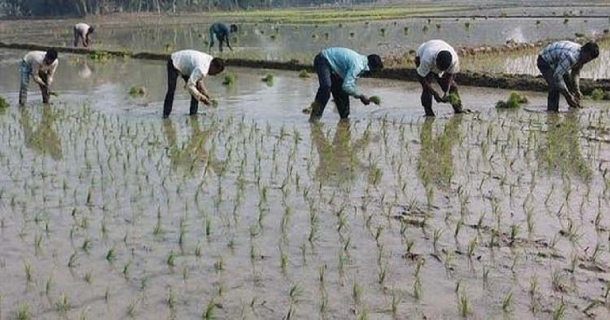 ঠাকুরগাঁওয়ে বোরো আবাদে ব্যস্ত কৃষকরা