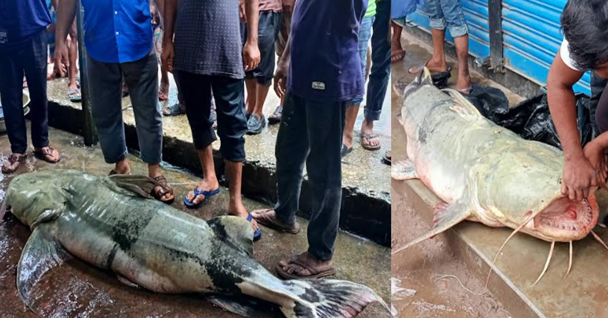 মাছটির ওজন ৯২ কেজি, বিক্রি হলো ১২৮৮০০ টাকা