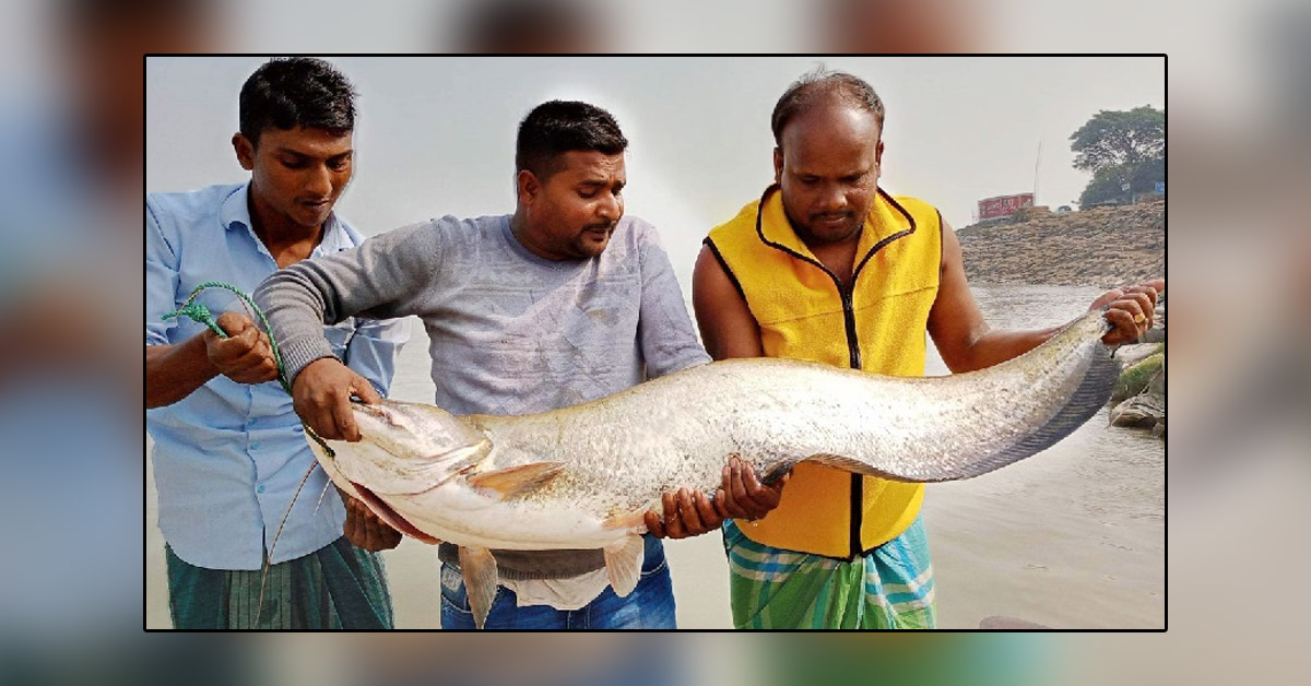 বোয়ালটির ওজন সাড়ে ১৪ কেজি, দাম ৩৫৫২৫ টাকা