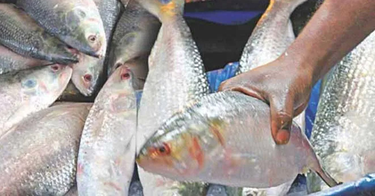 শুক্রবার থেকে ২২ দিন ইলিশ ধরা বন্ধ হচ্ছে