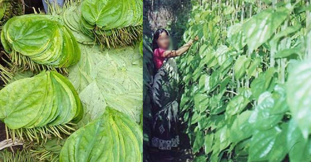 বিদেশে রপ্তানি হচ্ছে কুষ্টিয়ার পান