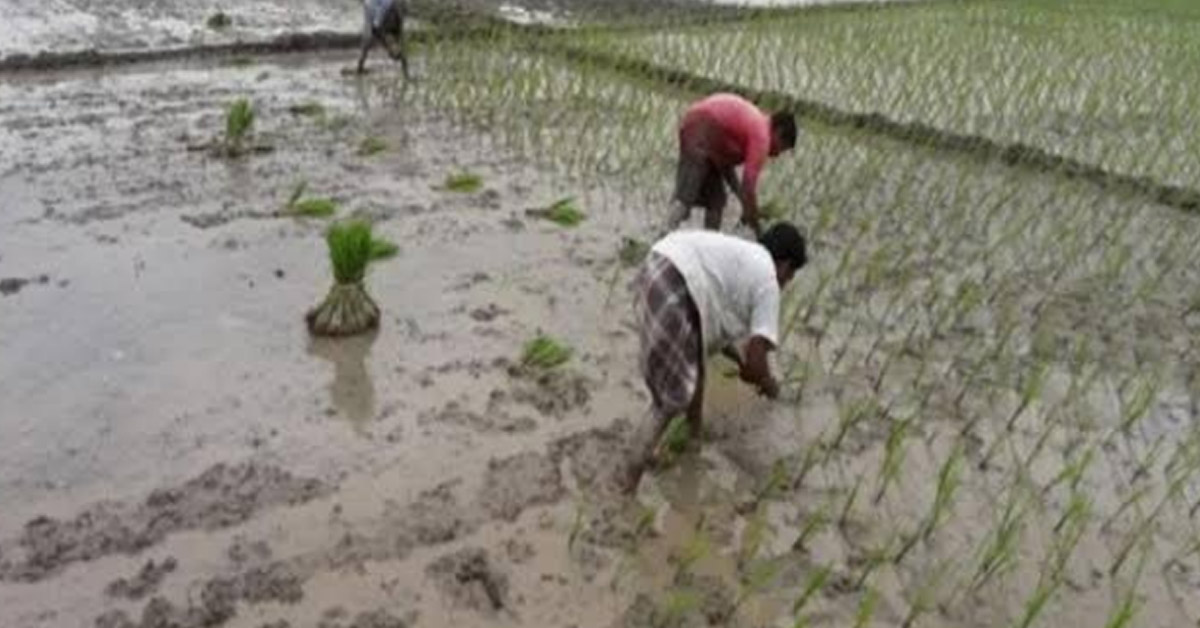 গৌরীপুরে অনাবৃষ্টির কারণে আমন রোপণ ব্যাহত, দুশ্চিন্তায় কৃষক