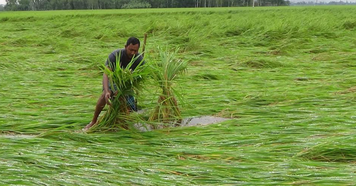 অসময়ে কৃষকের ফসলের মাঠে মই দিল সিত্রাং!