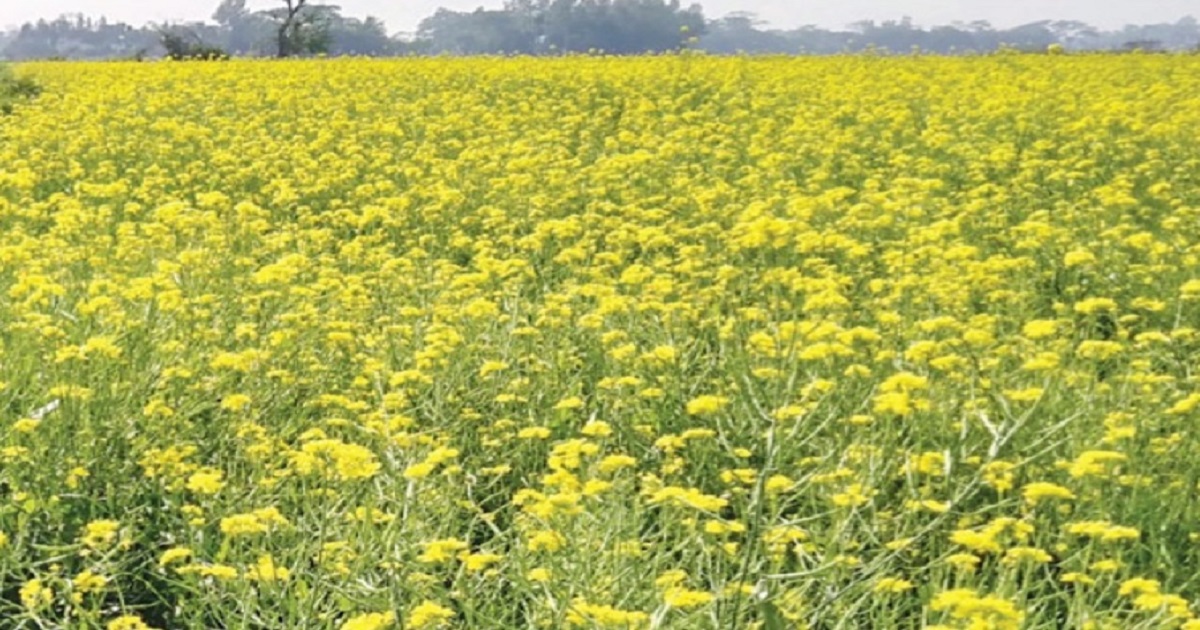 সরিষার বাম্পার ফলন প্রথমবার হাকালুকি হাওড়ে