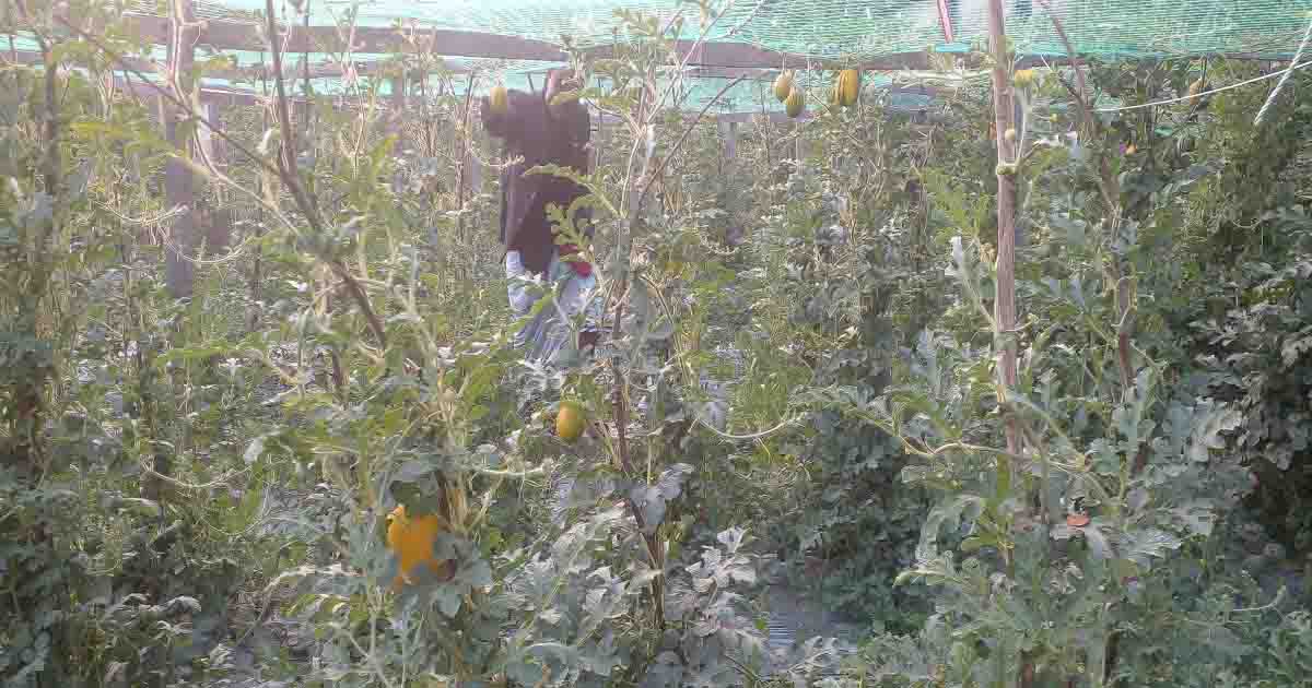 সন্দ্বীপে তরমুজে রঙিন স্বপ্ন দেখছেন কৃষক