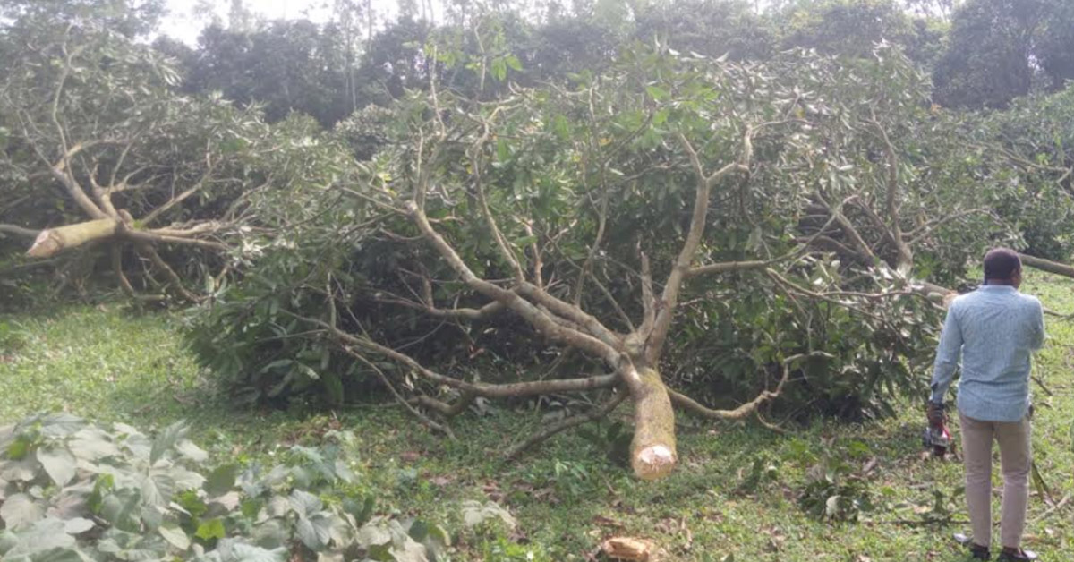 মিঠাপুকুরে গাছ কেটে জমি দখলের চেষ্টার অভিযোগ
