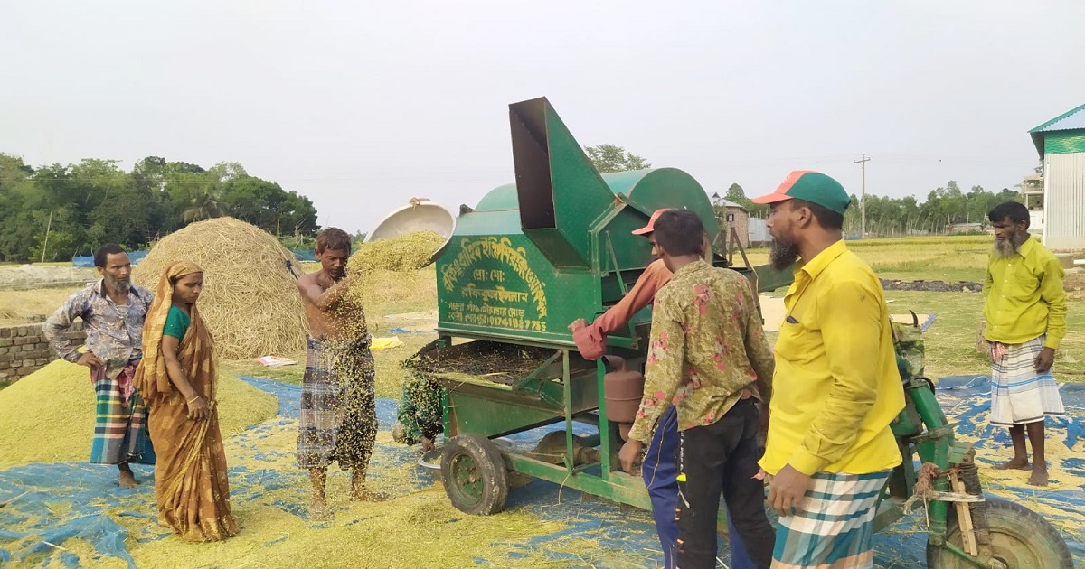 নকলায় বোরো আবাদ ঘরে উঠাতে ব্যস্ত কৃষকরা