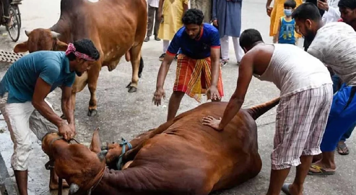 সারা দেশে ১ কোটি ৪১ হাজার পশু কোরবানি