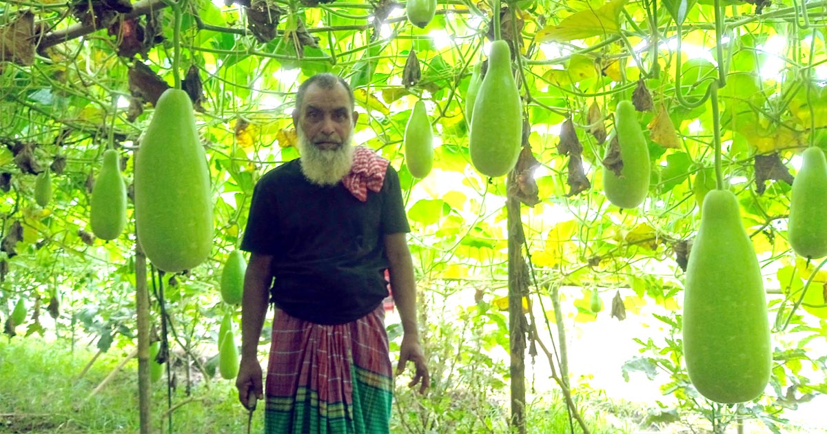 লাউ চাষে স্বাবলম্বী আফাজ উদ্দিন
