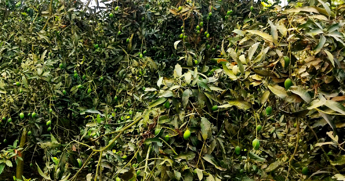 তীব্র দাবদাহে ঝরছে আমের গুটি, দুশ্চিন্তায় চাষিরা