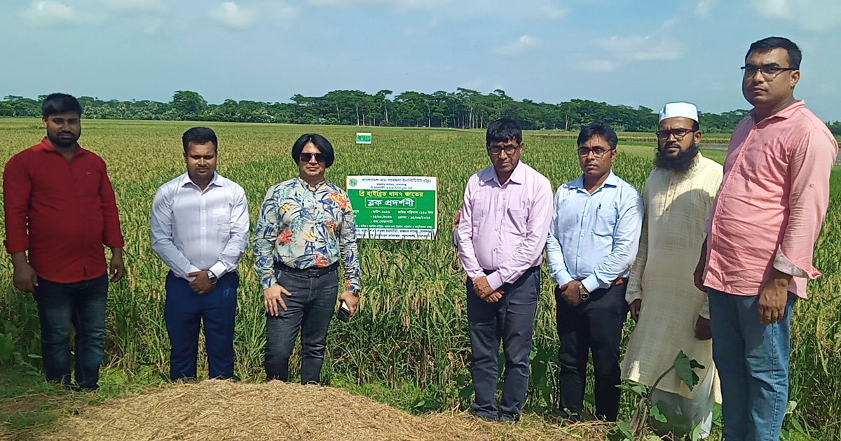 ব্রি হাইব্রিড ধান-৭: বেশি ফলনের স্বপ্ন চাষির