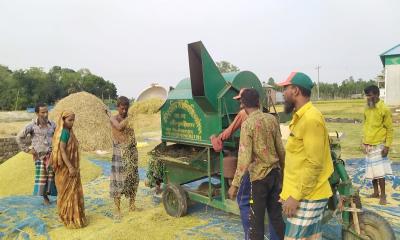 নকলায় বোরো আবাদ ঘরে উঠাতে ব্যস্ত কৃষকরা