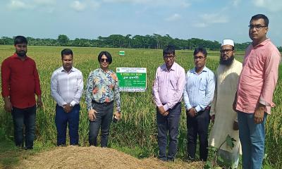 ব্রি হাইব্রিড ধান-৭: বেশি ফলনের স্বপ্ন চাষির