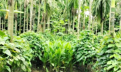 সুপারির বাগানে গাছ আলুর বাণিজ্যিক চাষ