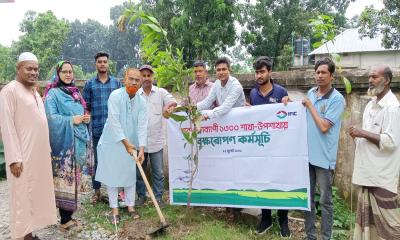 বীরগঞ্জে আইএফআইসি ব্যাংকের  বৃক্ষরোপণ কর্মসূচি