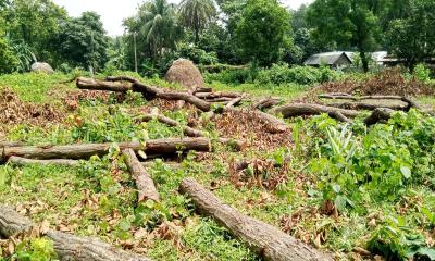 কালিয়াকৈরে শাল-গজারি বন উজাড়